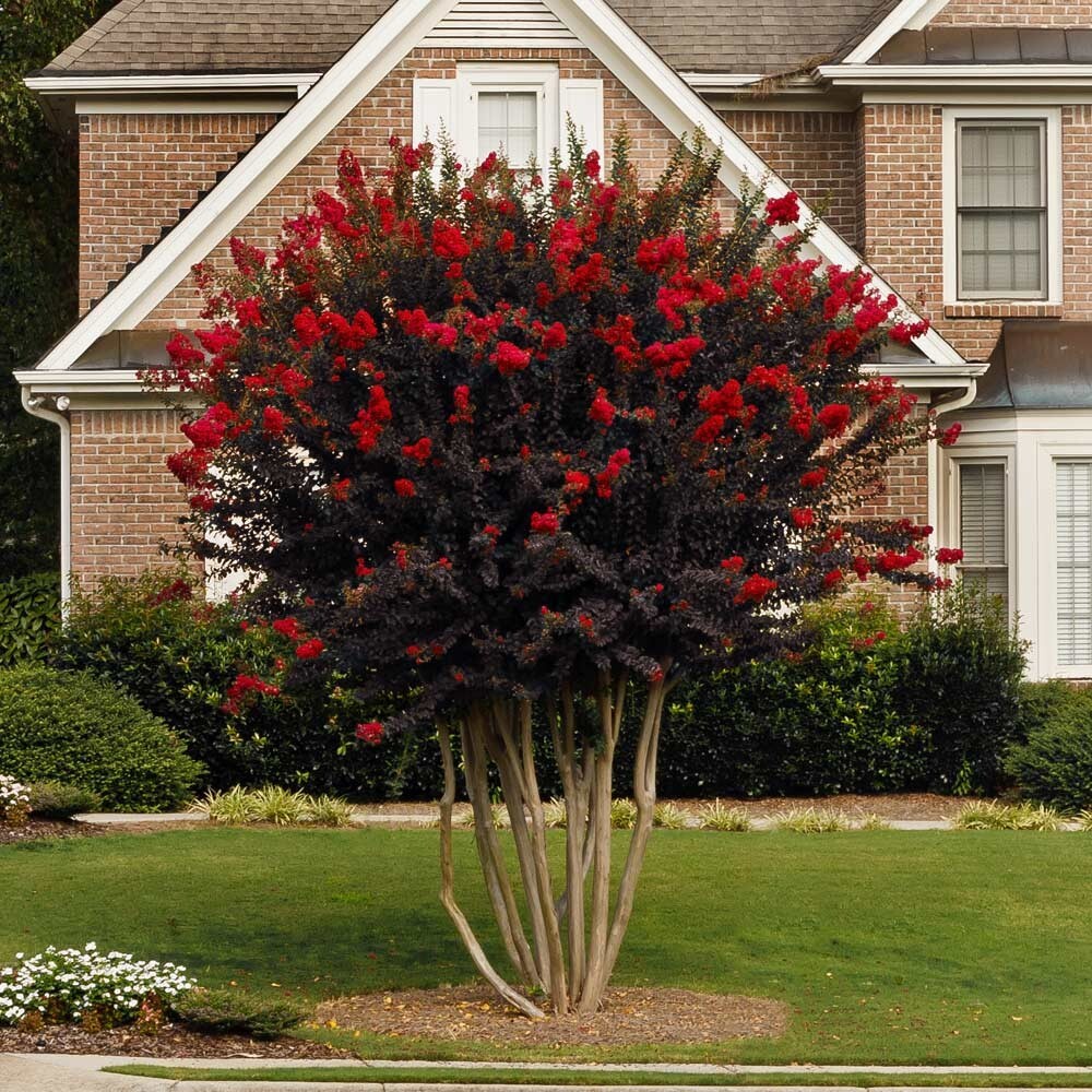Ruby Thunderstruck Crape Myrtle Starter Lagerstroemia Rooted "STARTER" Plant