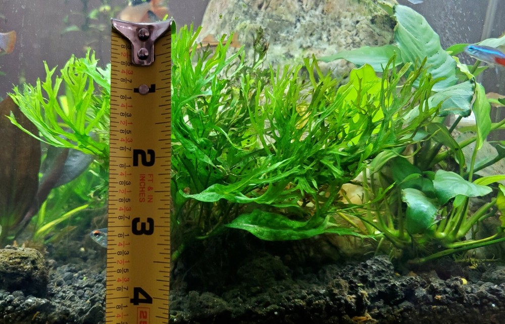 Java Fern Windelov Rhizome , Easy Live Aquatic Plants