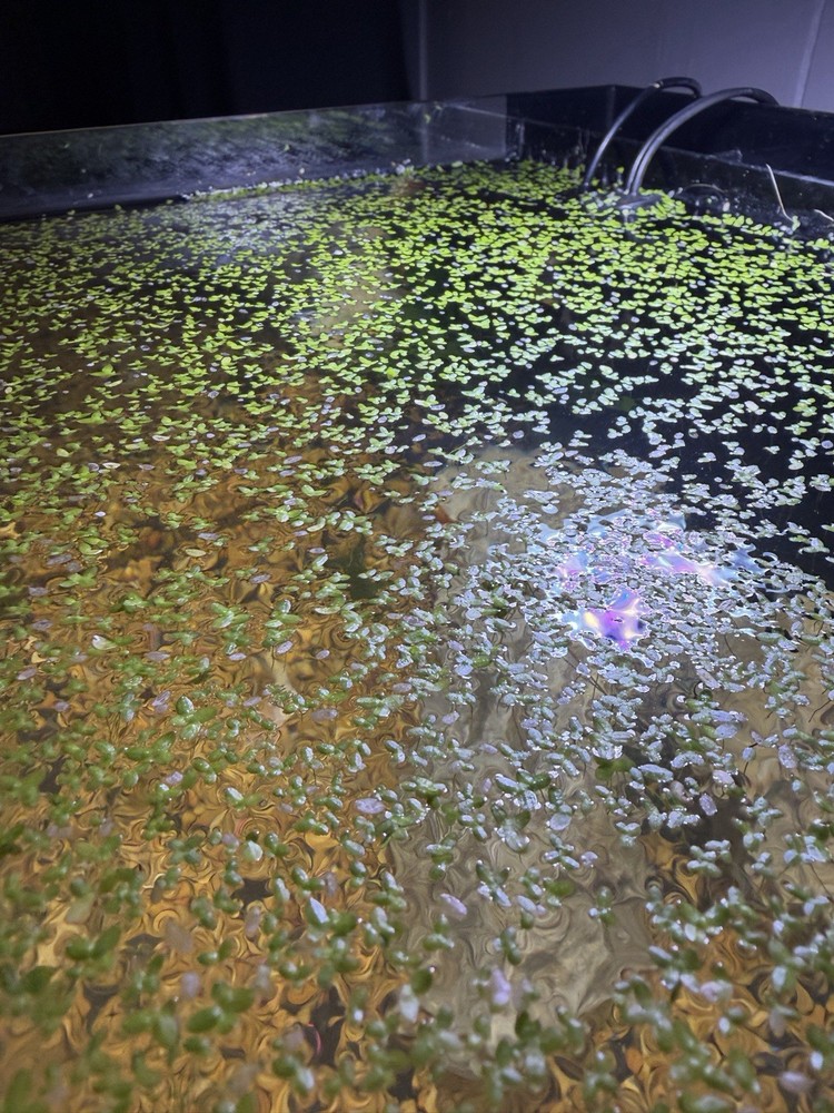 Miniature Duck Weed