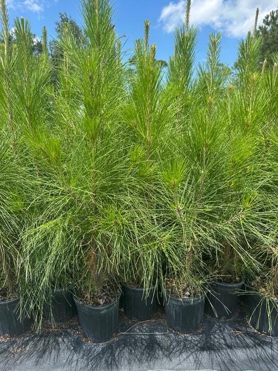 Loblolly Pine Trees ( 4 )3ft Tall Live Rooted Trees Per Order