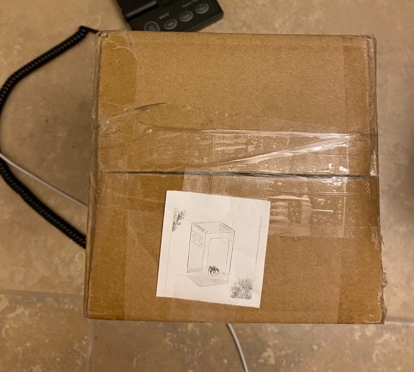 Jumping Spider Habitat