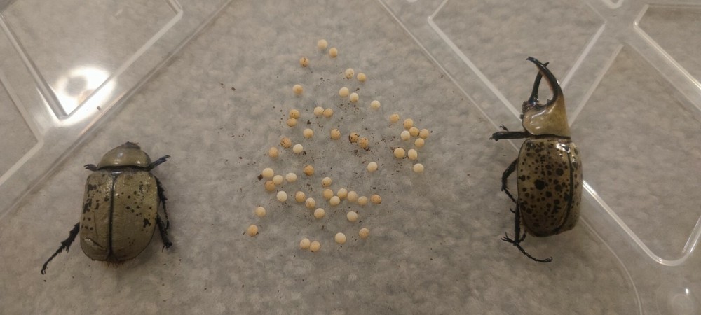 Beetle Spawning and Breeding substrate (flake soil) 6.6lb one pack