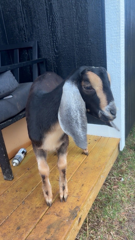 Nubian Buckling Goat