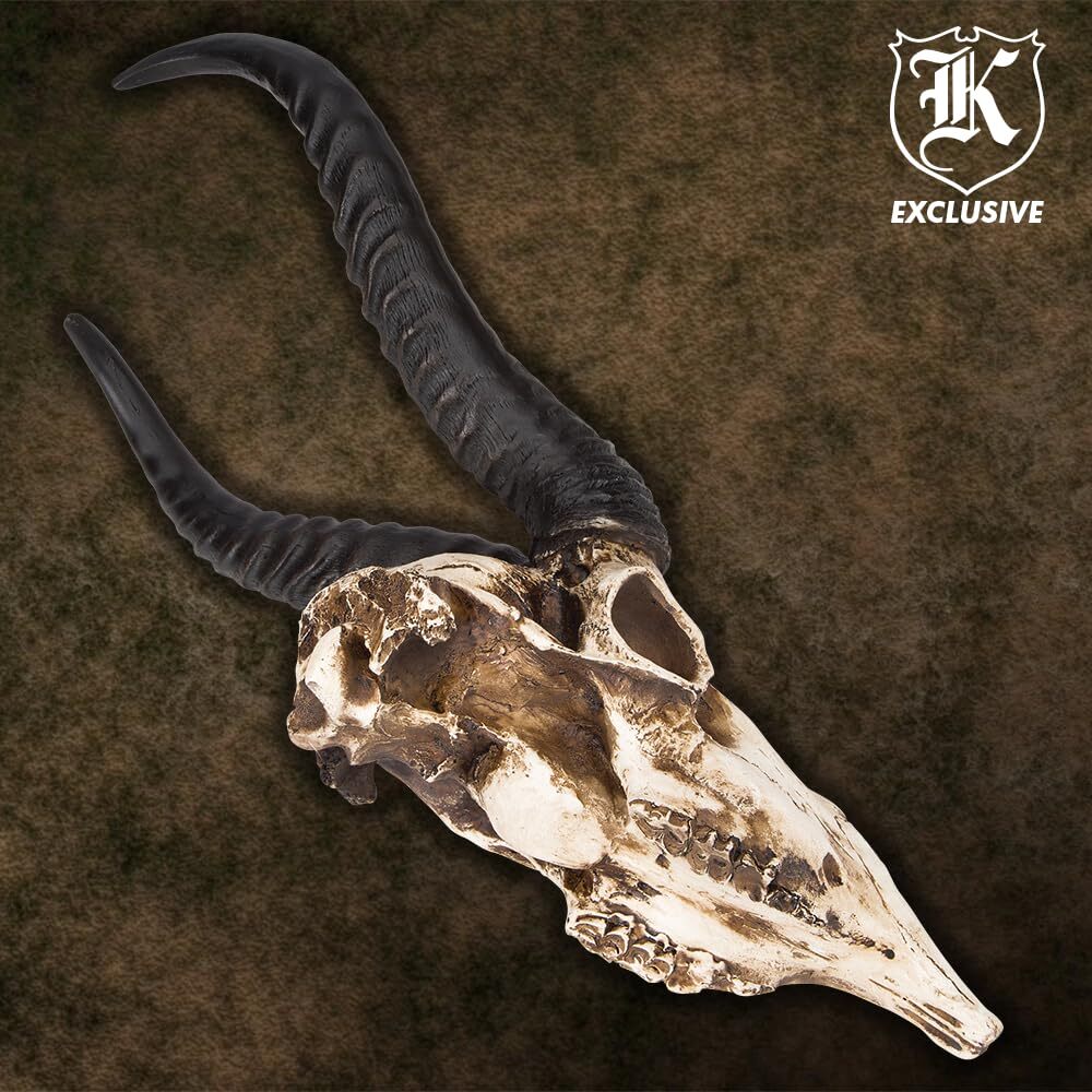 African Springbok Antelope Skull Replica | Cold Cast Polyresin