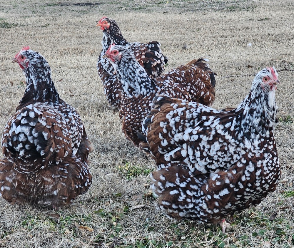 8+ English Jubilee Orpington Hatching Eggs