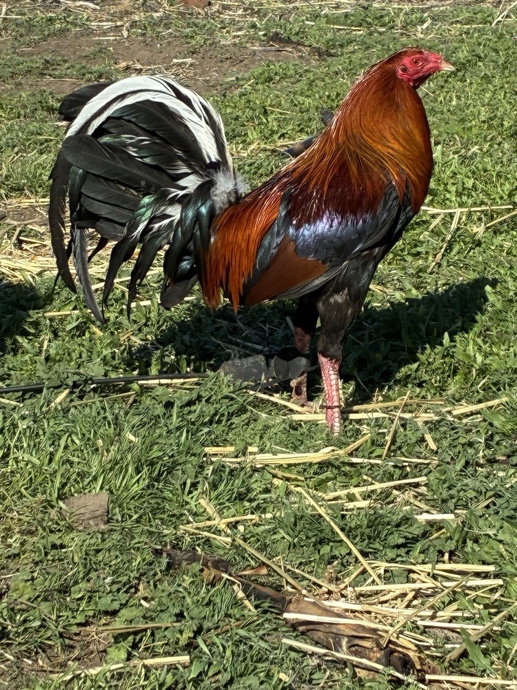 12+ Chicken Hatching Eggs