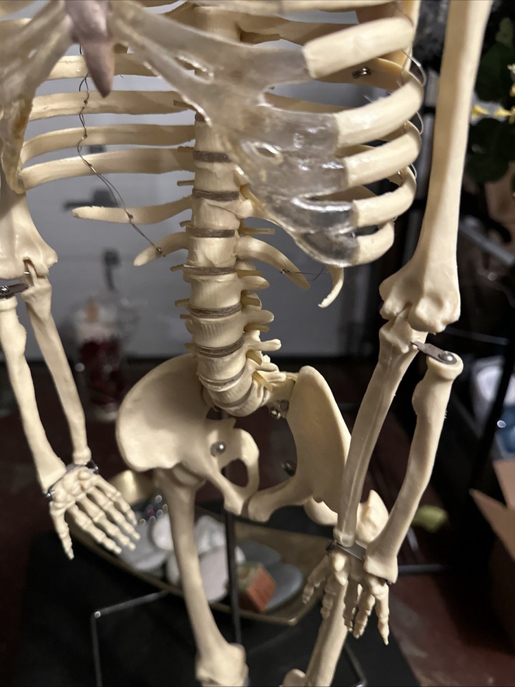 Educational Classroom Human Skeleton With Stand Mr. Nifty