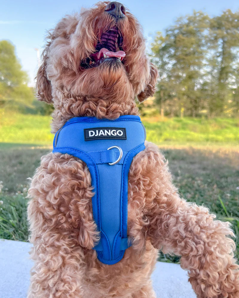 NWT Django Tahoe No Pull Dog Harness - Alpine Blue