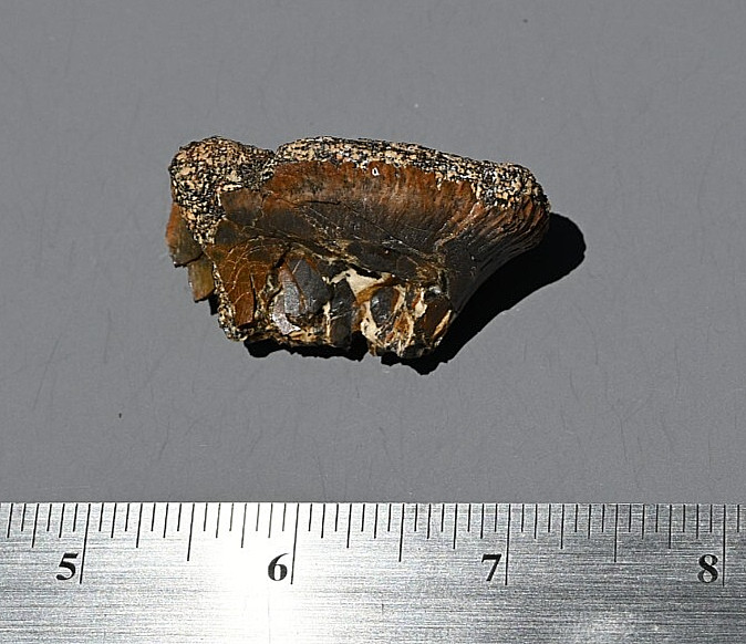 Fossil Tyrannosaur Bone