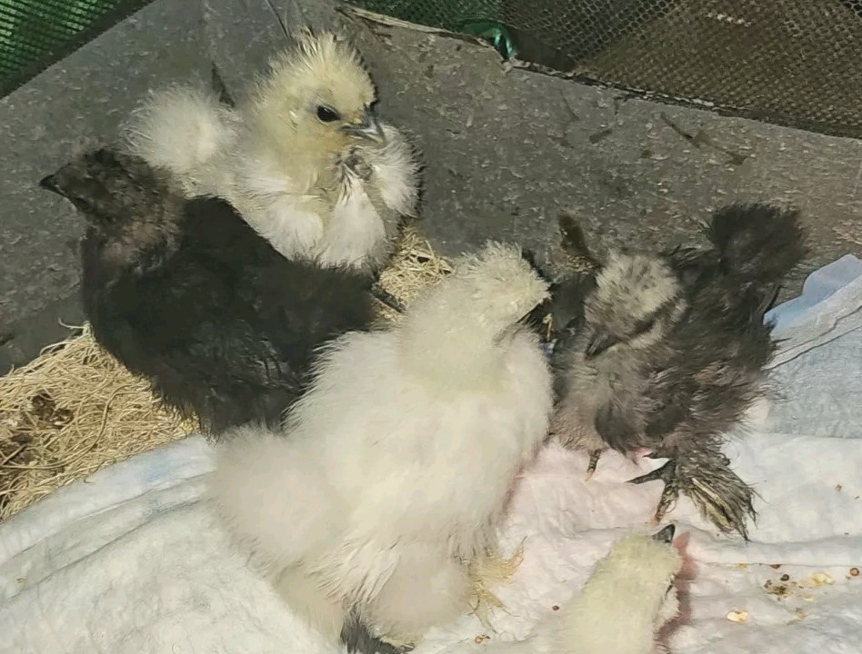 24 Silkie Hatching Eggs