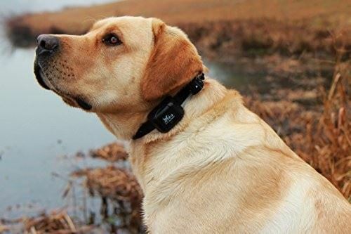 DT Systems R.A.P.T 1400 Remote Control Dog Training Collar System