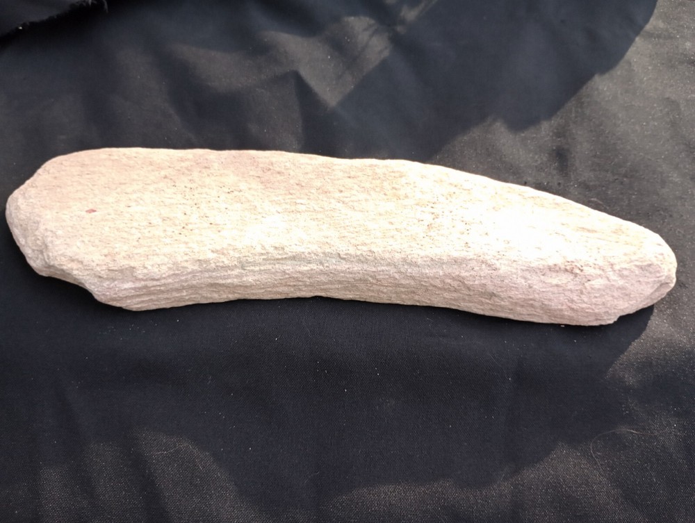 Dragonfly Wing Petrified Fossil Genuine