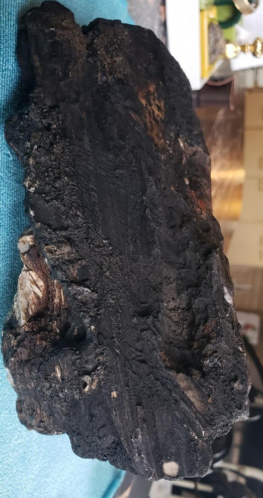 Agatized Opalized Petrified Oregon Fire-scorched Driftwood