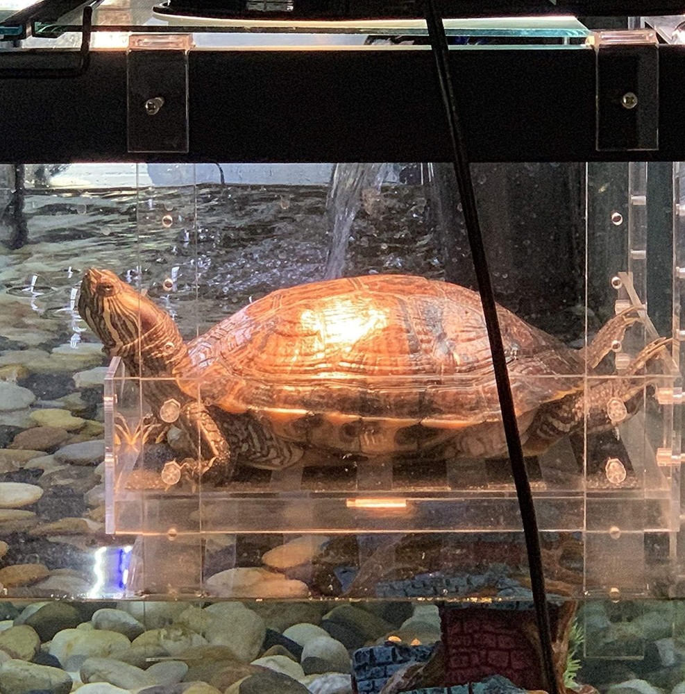 Extra Large Acrylic Turtle Ramp Adjustable Mounting Reptile Basking Platform