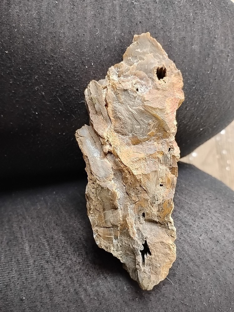 petrified wood slab polished
