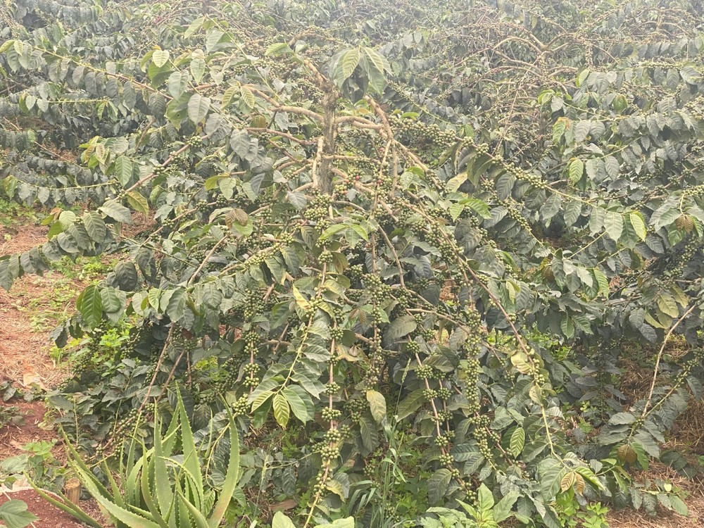 2Lb Kenya AA Coffee Superior Grade