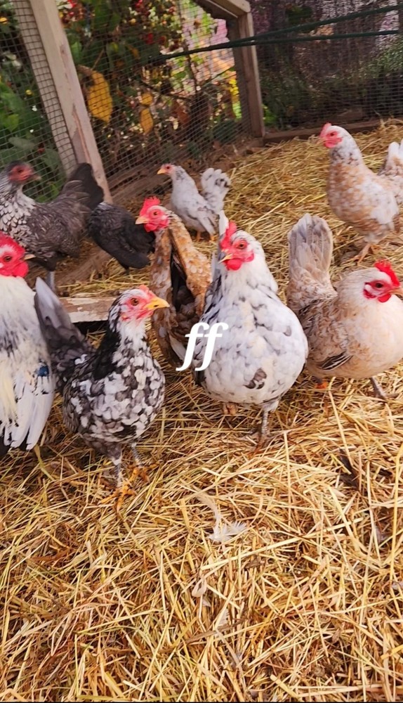 18 Serama Chicken Hatching Eggs hens choices