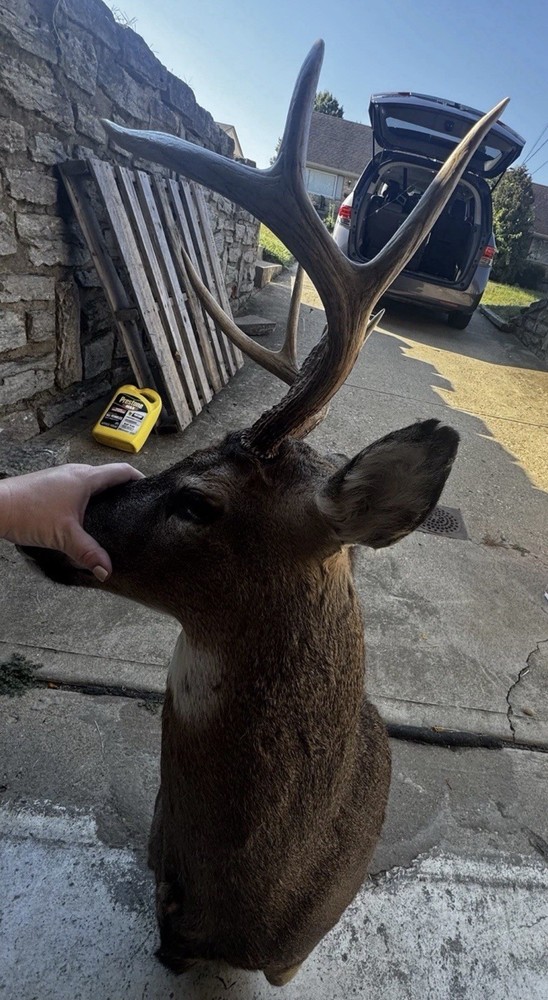 White Tail Deer Shoulder Mount 8-Point