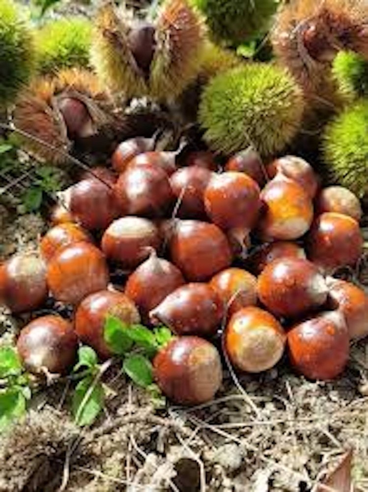 5 Dunstan Chestnut Tree 12-24" Tall Hybrid Tree Bare Root