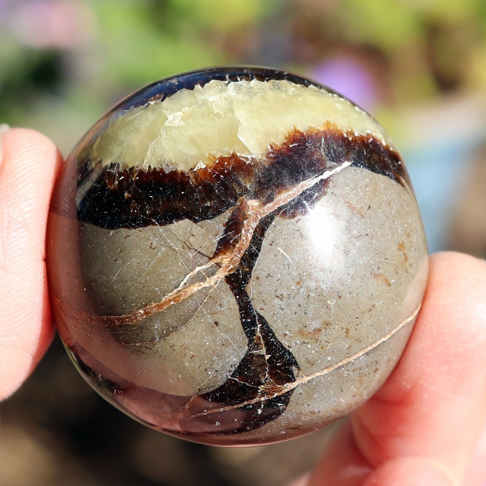 Polished Septarian Nodule (SEP23)