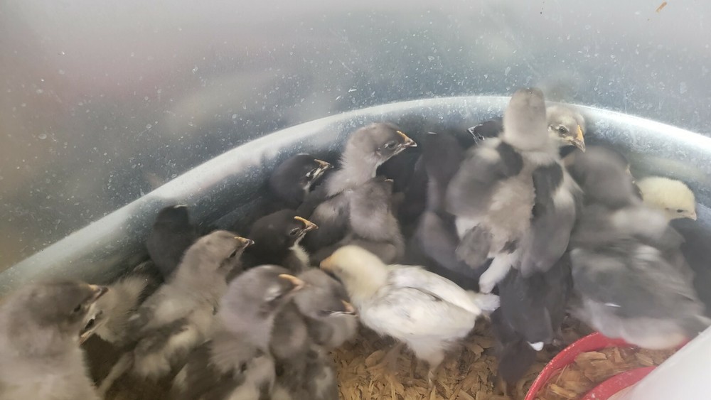 5+ Blue Black Splash (BBS) Marans Hatching Eggs | TN NPIP CERTIFIED