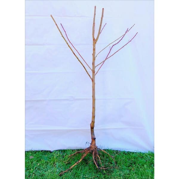 3 ft. Lapins Cherry Semi-Dwarf Tree – Self-Pollinating, High Yield