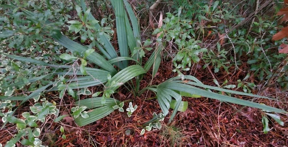 1 Gallon Sabal minor plant