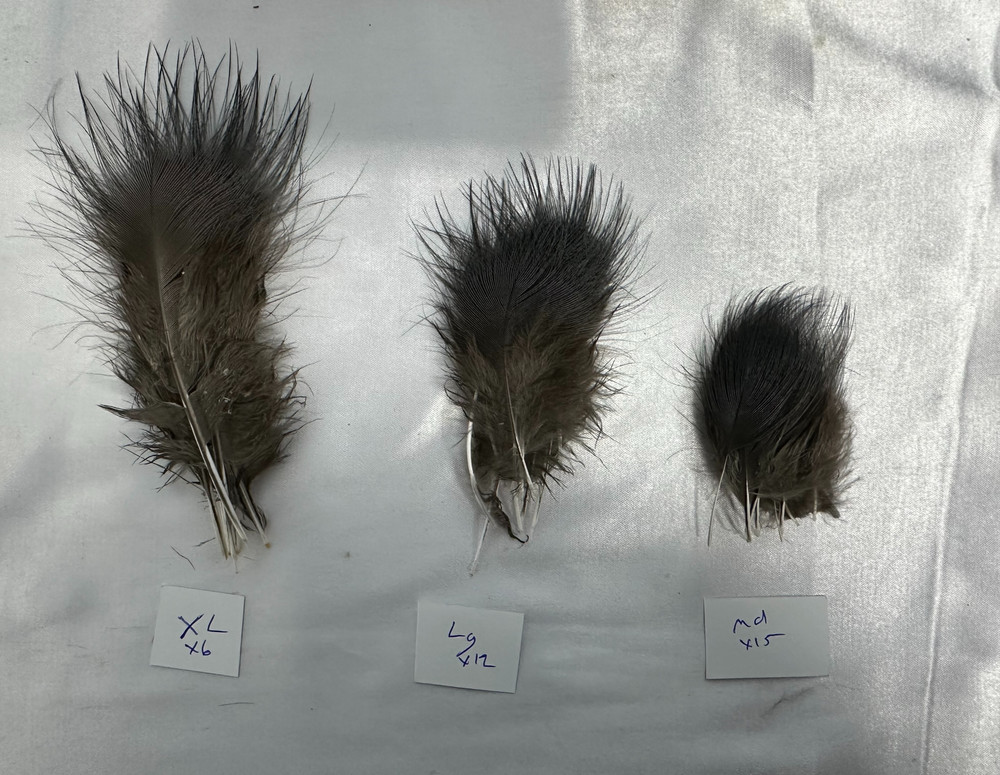 Blue Eared Pheasant Hackles