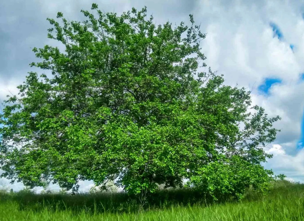 1 Red Mulberry Tree – Morus Rubra - 12-24" Tall