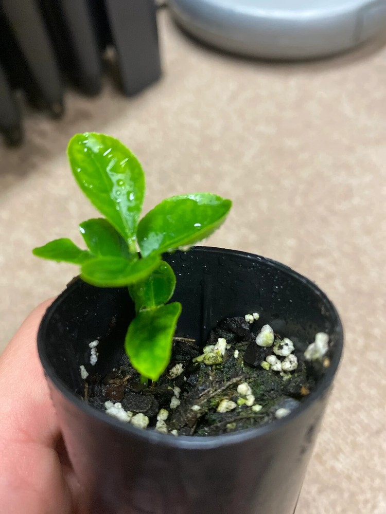 Mexican Key Lime Tree 3-4" - Live Plant - Sapling