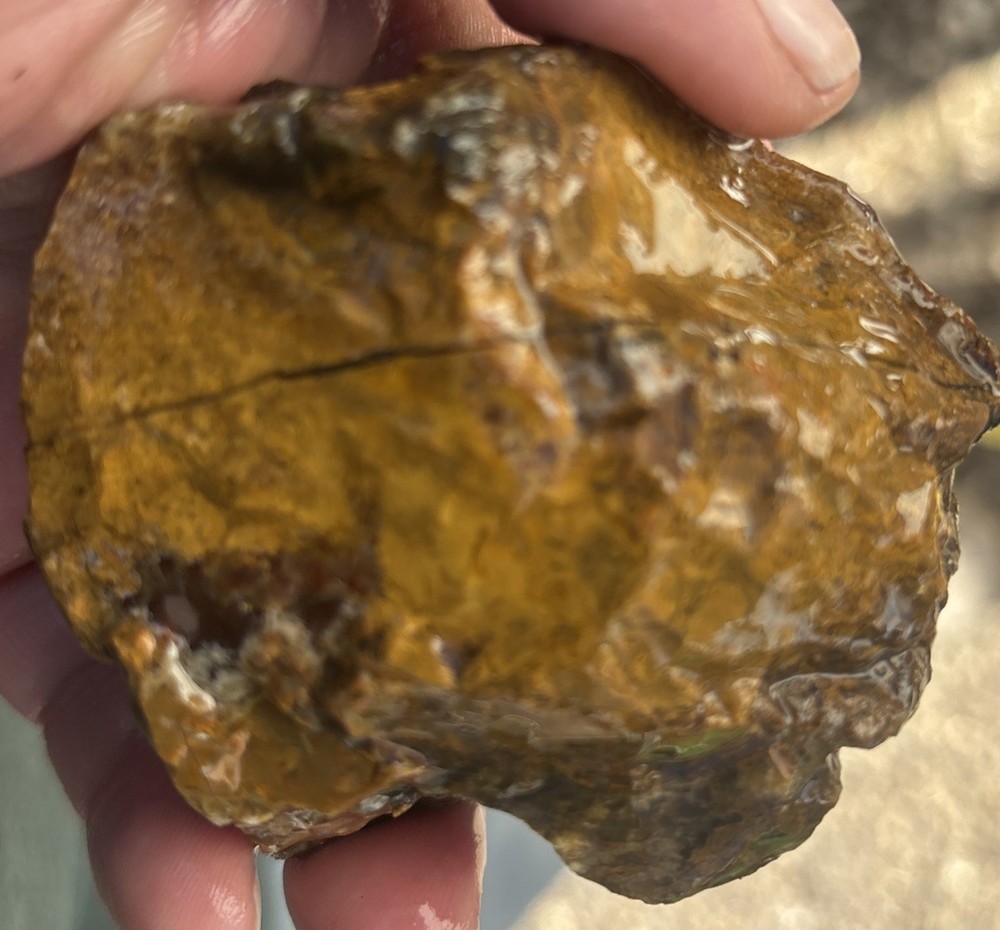 Colorful petrified wood