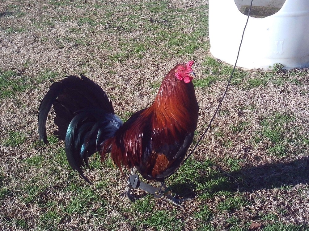 "(10+) LC Assorted Pure Red Chicken Hatching Eggs"