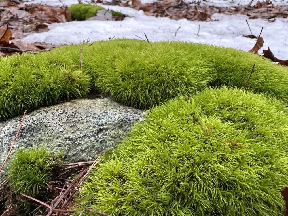 Live Broom Fork Moss