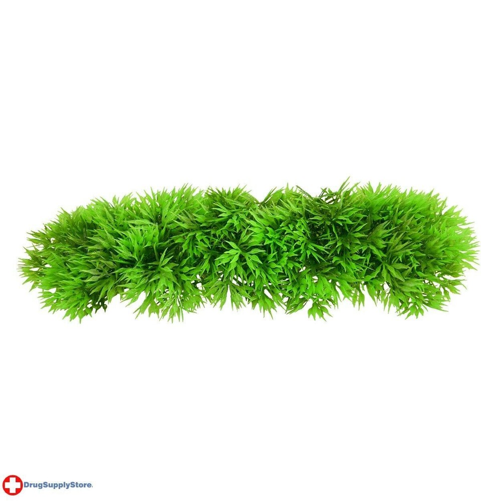 RA Green Star Fern (3 Pack)