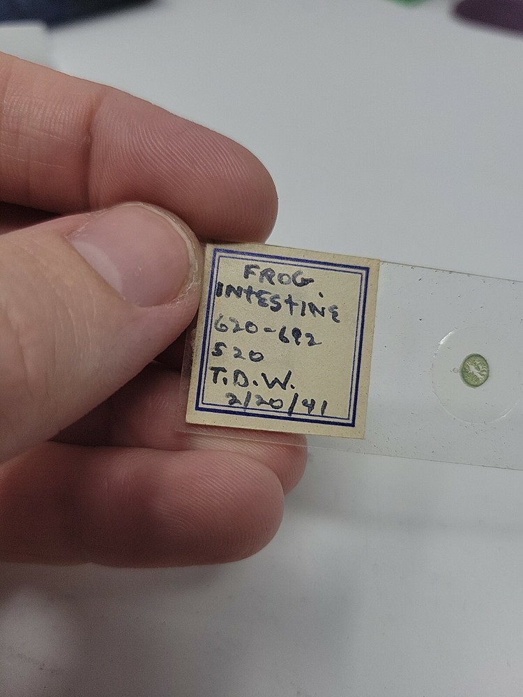 Vintage Microscope Slide 1941