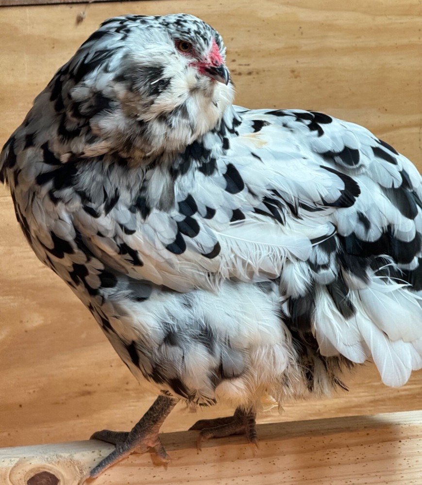 8 Ermine Ameracana Hatching Eggs beautiful blue eggs