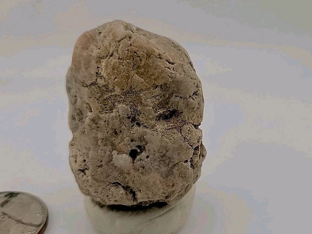 Real Permineralized Reptile Egg Fossil