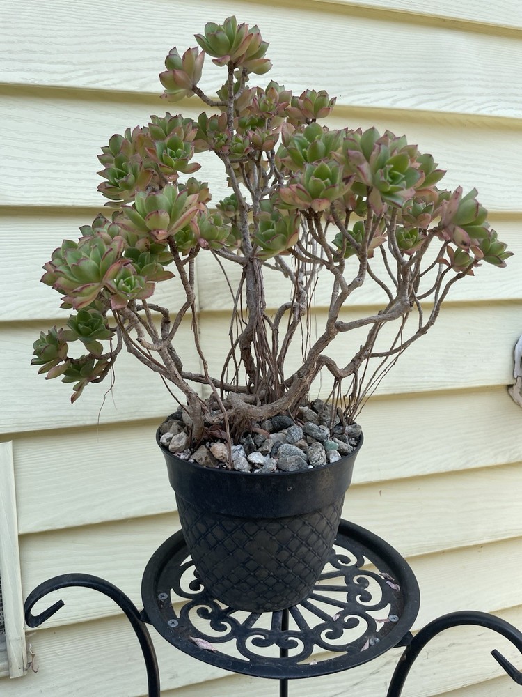 Bonsai Tree Aeonium Haworthia Tree Ship With Bare Rooted