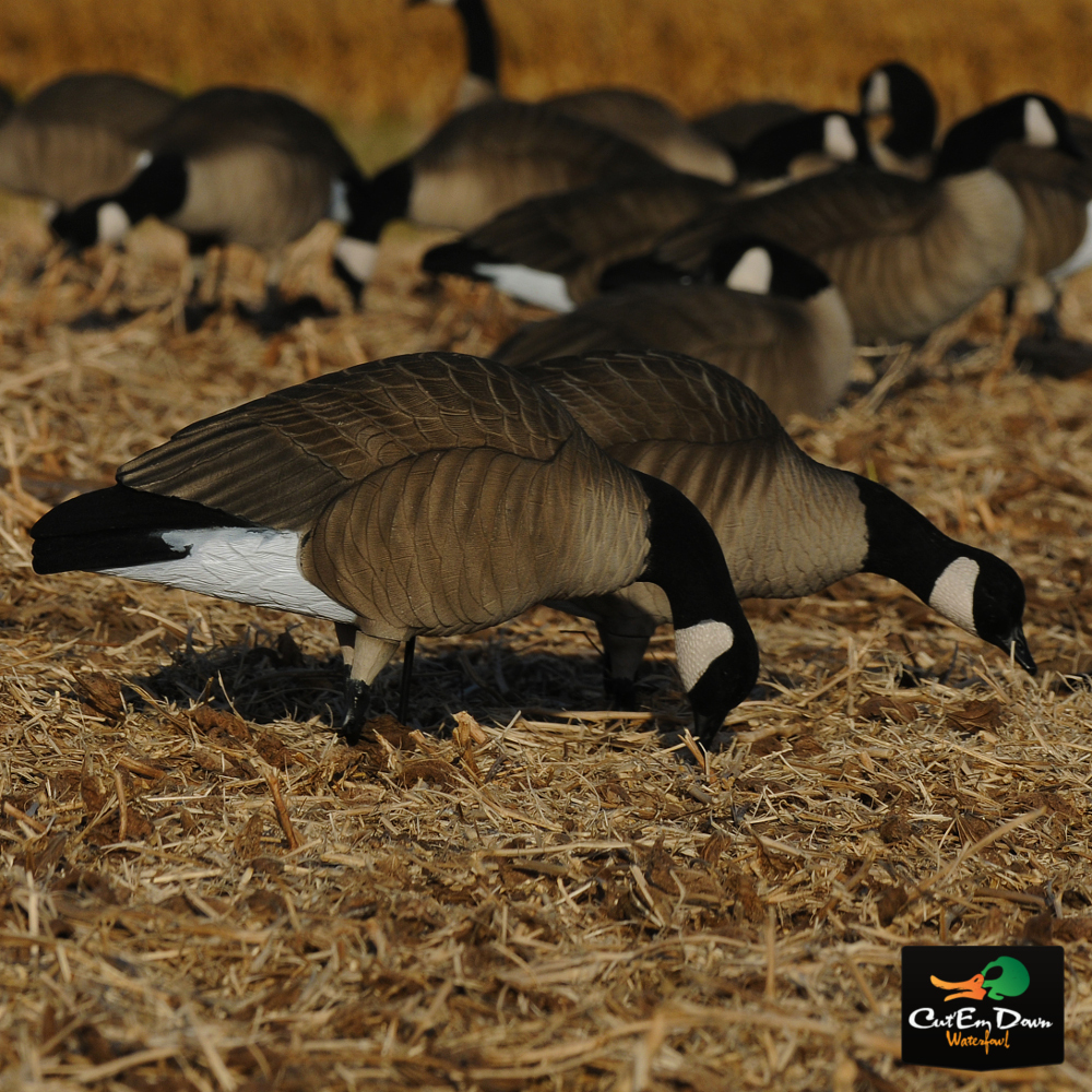 AVERY OUTDOORS GHG PRO GRADE LESSER CANADAS - HARVESTER PACK DOZEN