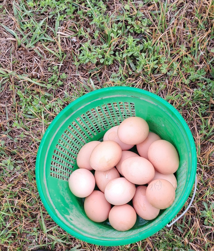 6 Croad Langshan Hatching Eggs (Black)