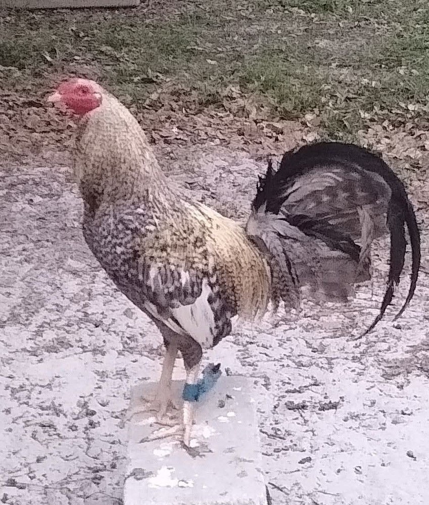 6+ Quality Landrace Chicken Hatching Eggs