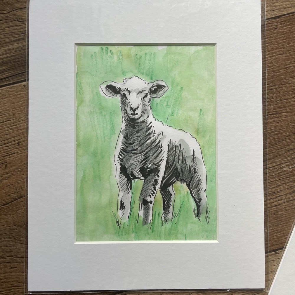 Original Sheep And Lamb Mounted Drawings X 3