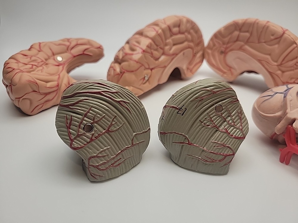Anatomically Accurate Human Brain Model Anatomy Science Teaching Missing Piece