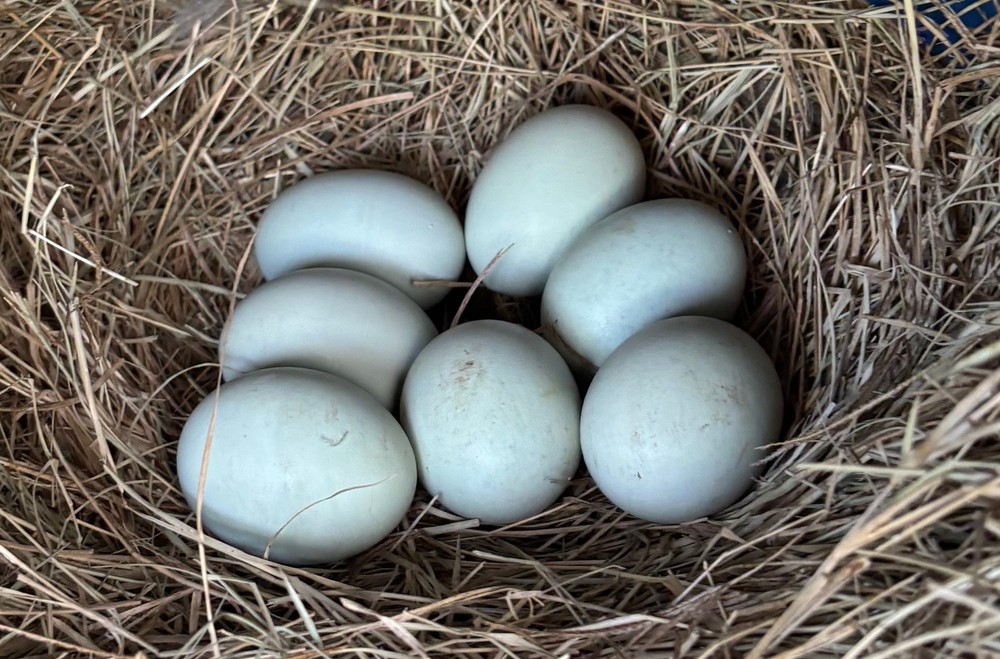 Splash Silkie Ameraucana Easter Egger Chicken Hatching Eggs | Blue/Green Eggs