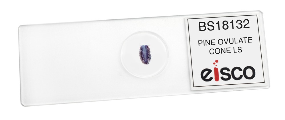 Pine Ovulate Cone - Prepared Microscope Slide - 75x25mm - Eisco Labs