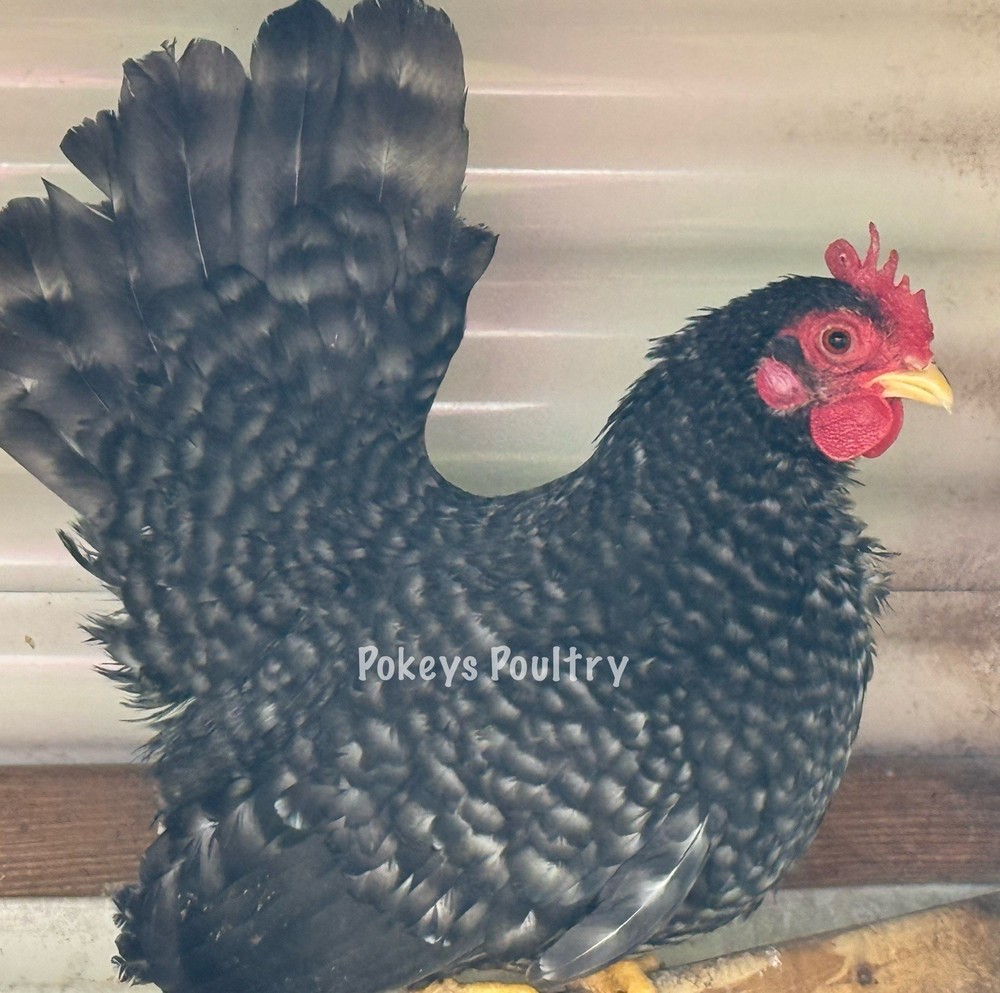 Barred And Black Japanese Bantam Hatching Eggs