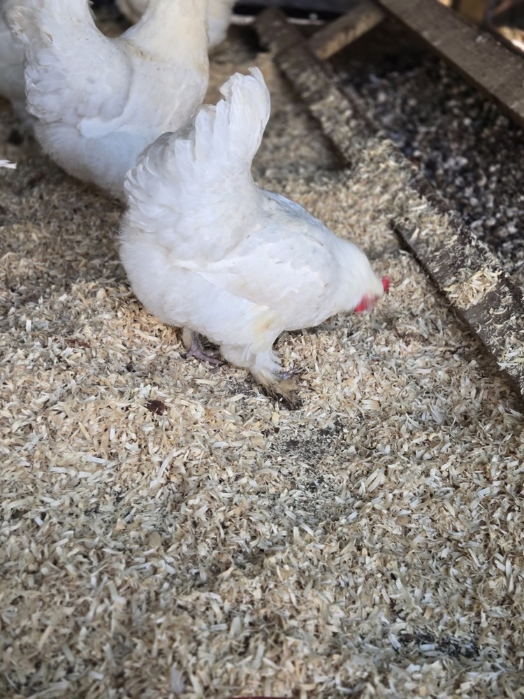 White Langshan Hatching Eggs 12 Plus 2 Extra