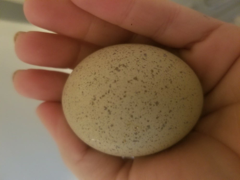 6 Fresh & Fertile Chicken Hatching Eggs - OLIVE EGGER