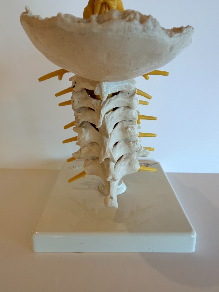 Cervical Spine Model 1000144, A7, 3B Scientific
