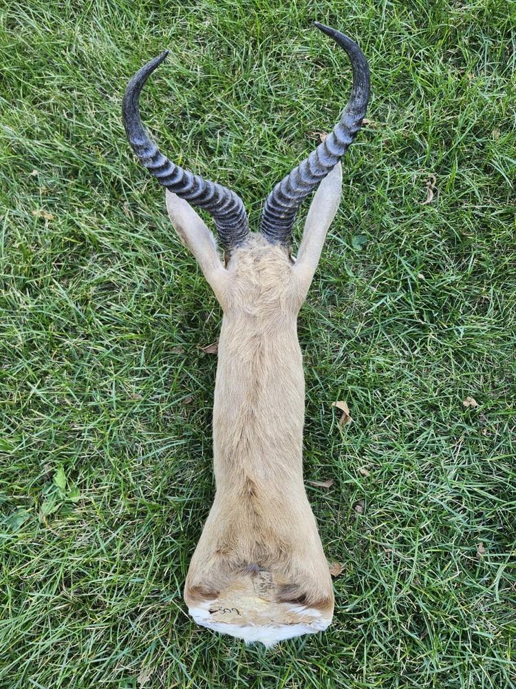 South African Springbok Head Mount Trophy
